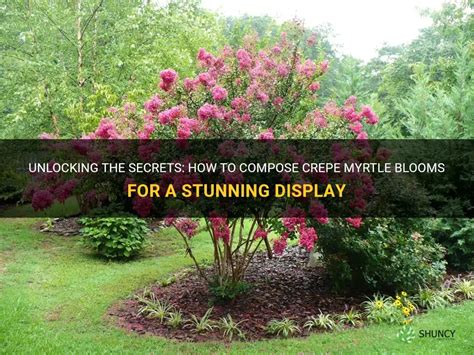 10+ Queen Crepe Myrtle Secrets For Vibrant Blooms