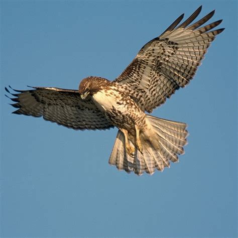 10 Red Tailed Hawk Images To Inspire