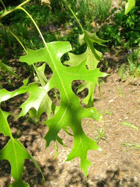 10 Scarlet Oak Root Remedies For Better Health