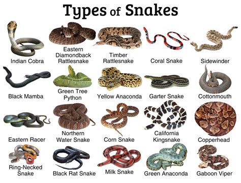 10+ Snake Species In Edmonton To Identify