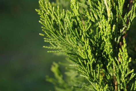 10 Spartan Juniper Growth Tips Faster