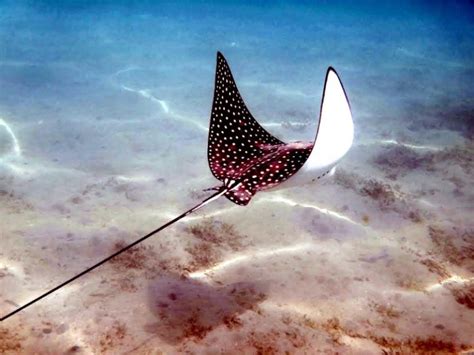 10 Spotted Eagle Stingray Facts To Know