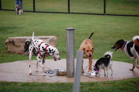 10 Taylor Creek Dog Park Tips For Safe Fun