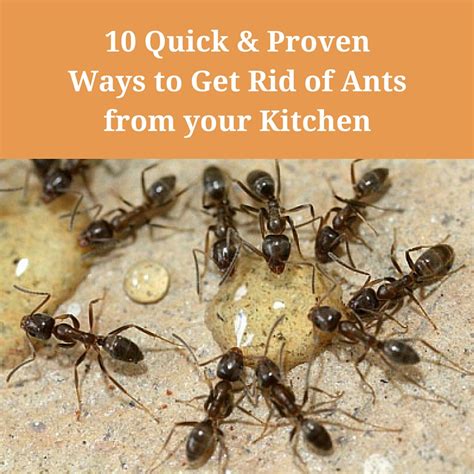 10+ Tiny Red Ants Hacks For Effective Pest Control