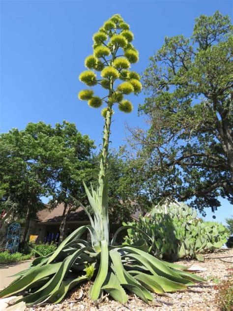 10+ Tips To Witness Century Plant Bloom Successfully