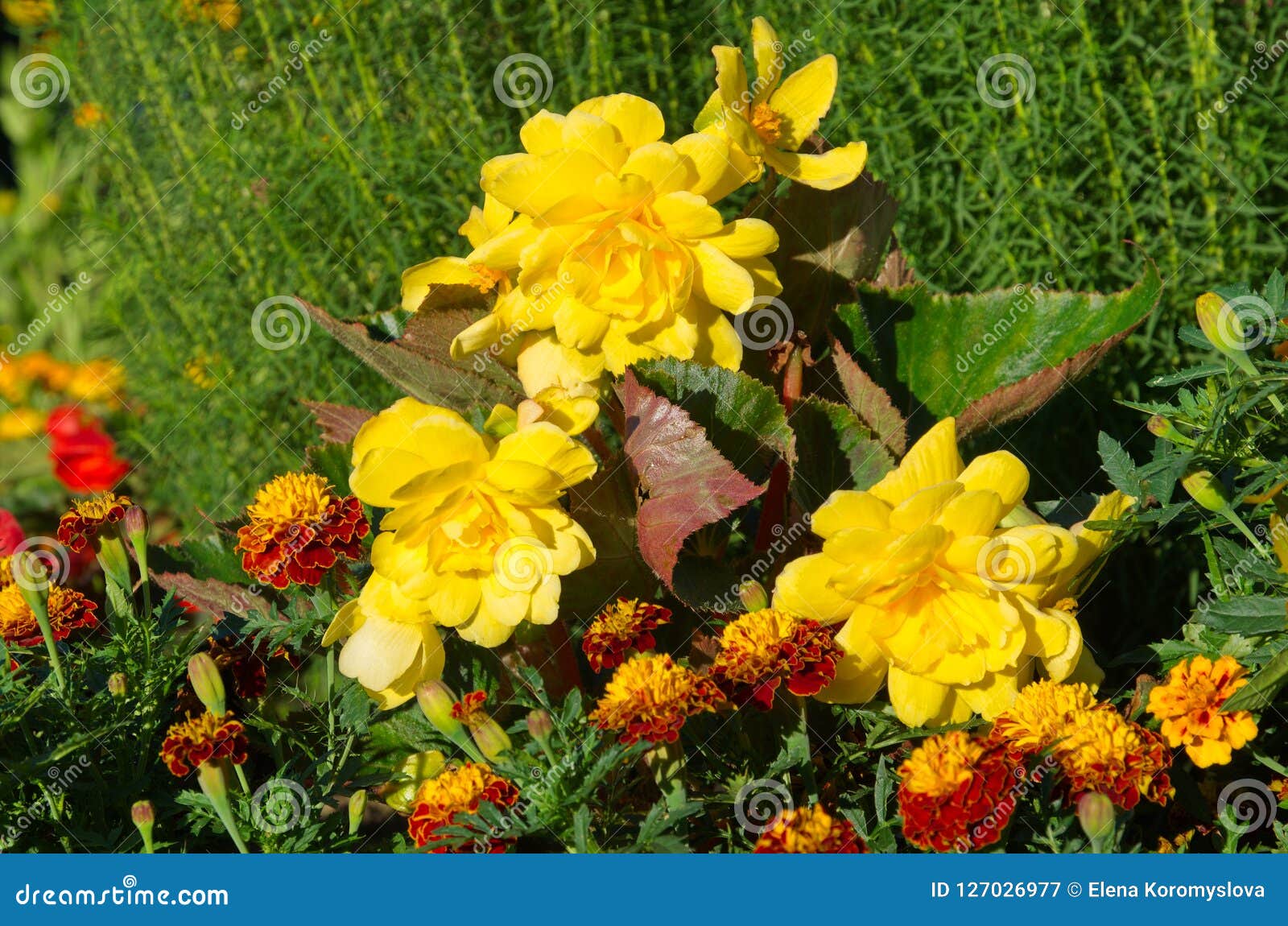 10 Tuberous Begonia Tubers To Boost Blooms