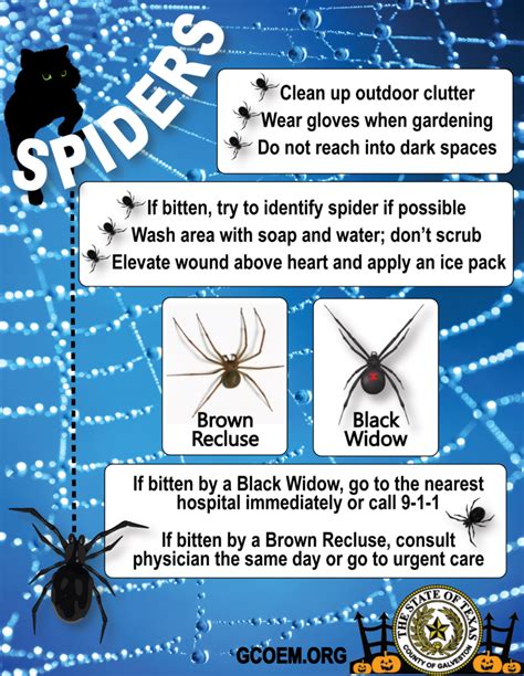 10 Uf Spiders Facts For Safety