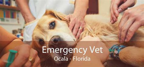 10 Uga Emergency Vet Tips For Faster Help