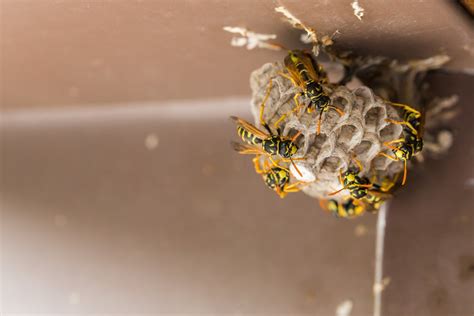 10 Wasp Facts Gainesville Fl Homeowners Need