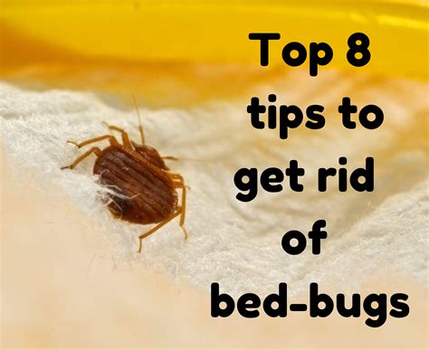 10+ Ways To Save On Bed Bug Removal