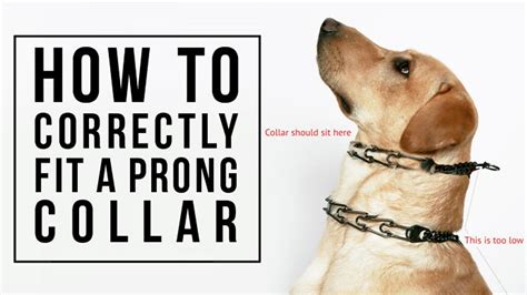 10 Yale Dog Collar Tips For Easy Training