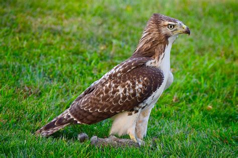 100 000 Free Red Tailed Hawk Hawk Images Pixabay