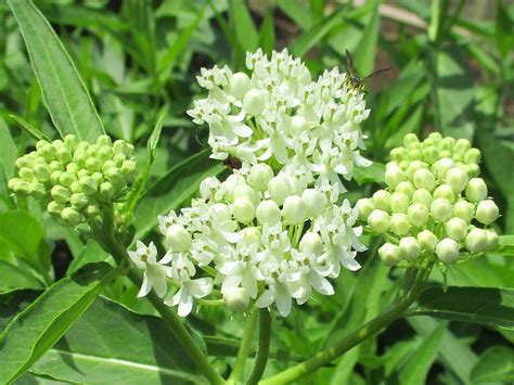 100 White Swamp Milkweed Seeds Asclepias Incarnata White Milkweed 4