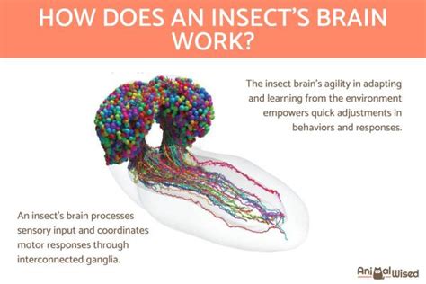 11 Bug Brain Facts Revealed