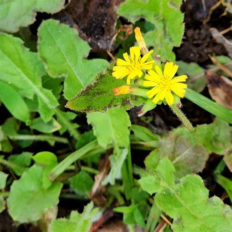 11 False Hawksbeard Cure Remedies