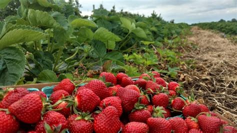 11 Places For The Best Strawberry Picking In Florida Days Out On The Farm