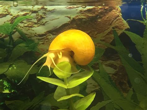 11 Popular Types Of Freshwater Aquarium Snails Species Guide