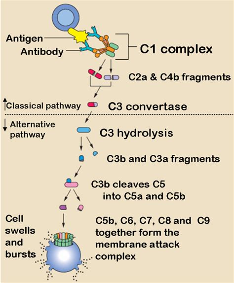 12 2G Complement Fixation Biology Libretexts