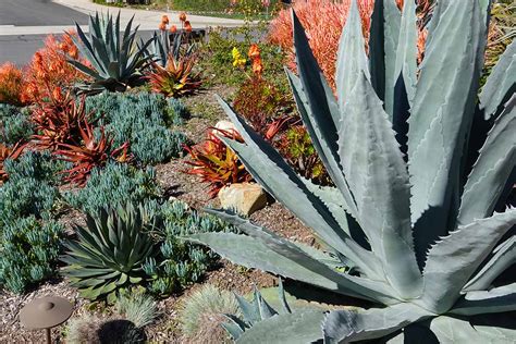 12 Agave Secrets For Better Landscaping