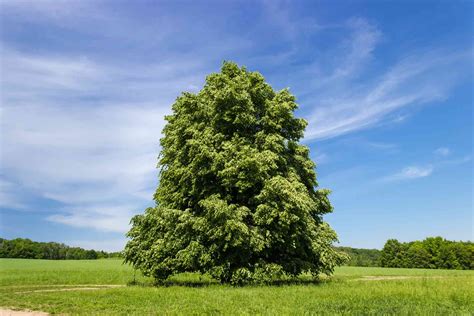 12 American Basswood Tree Facts For Faster Growth