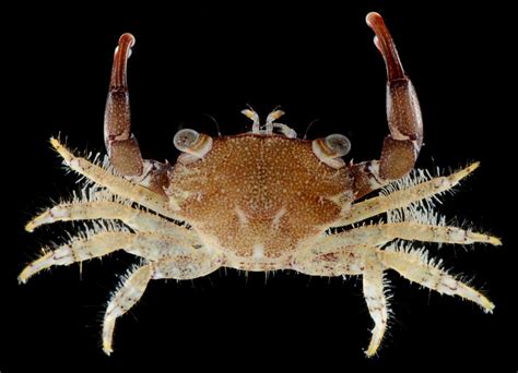 12 Animated Chlorodielline Crab Facts Revealed