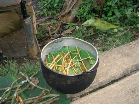 12 Ayahuasca Prep Tips For Deep Healing