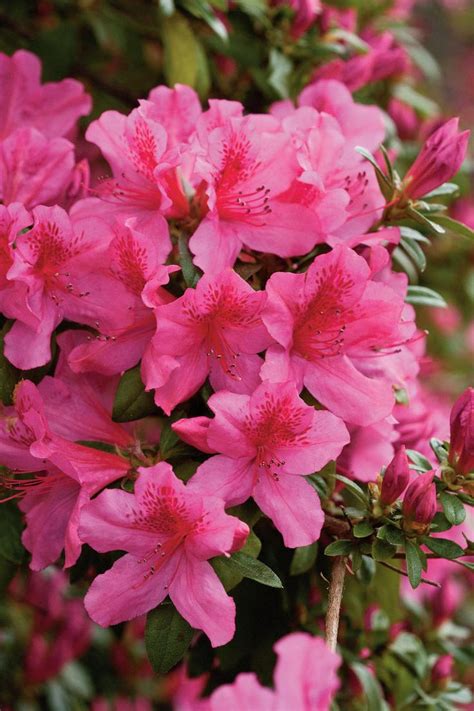 12+ Azalea Garden Tips For Yearround Beauty