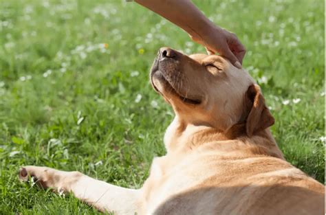 12+ Bakery Secrets For Happier Dogs