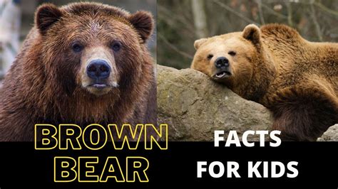 12+ Bear Facts To Know For Hikers