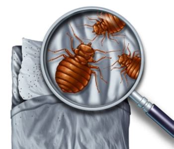 12 Bed Bug Exterminator Costs Revealed