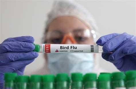 12+ Bird Flu Vaccine Tips For Better Protection