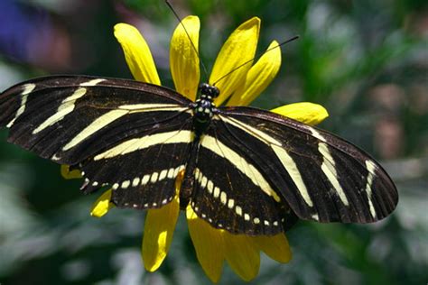 12 Black And Yellow Butterfly Facts To Know