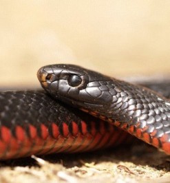 12 Black Snake Facts For Safe Florida Living