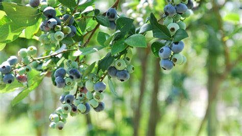 12+ Blueberry In Japanese Secrets Revealed