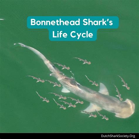 12 Bonnethead Shark Skeleton Facts Revealed