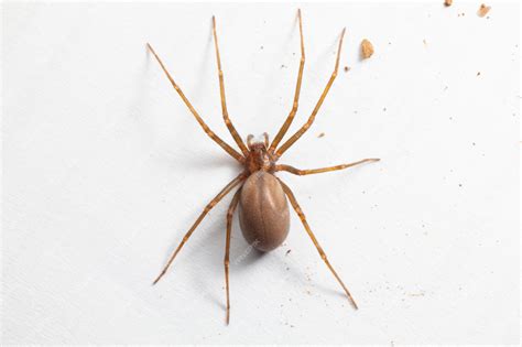 12 Brown Recluse Look Alike Identification Tips