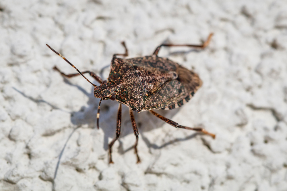 12 Brown Stink Bug Eggs Facts To Know