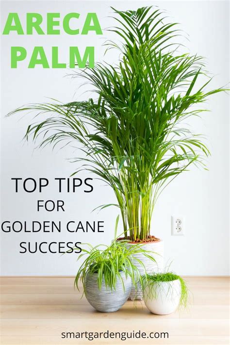 12 Butterfly Palm Plants Care Tips For Success