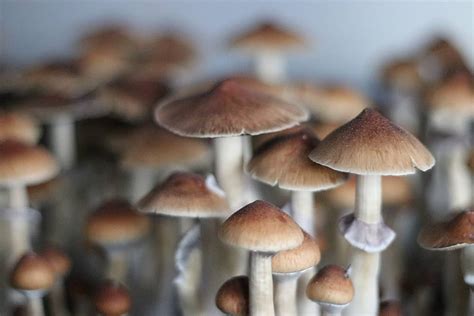 12+ Buy Magic Mushrooms Secrets Revealed