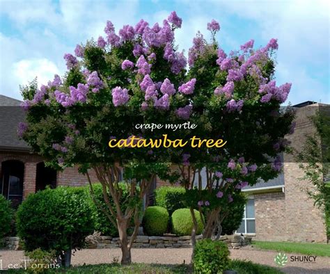 12 Catawba Crape Myrtle Tips For Easy Care