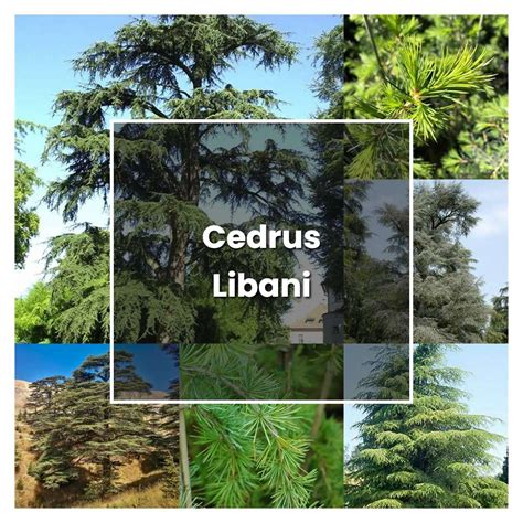 12+ Cedrus Libani Tips To Boost Tree Growth