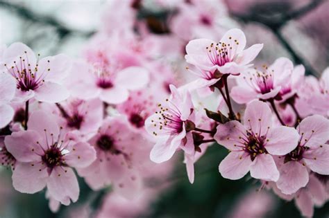 12 Cherry Blossom Seed Tips For Easy Growth