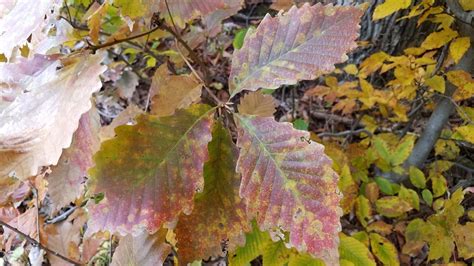 12 Chestnut Oak Leafs For Better Landscaping