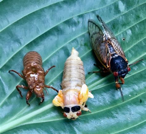 12 Cicadabugs Tips To Identify