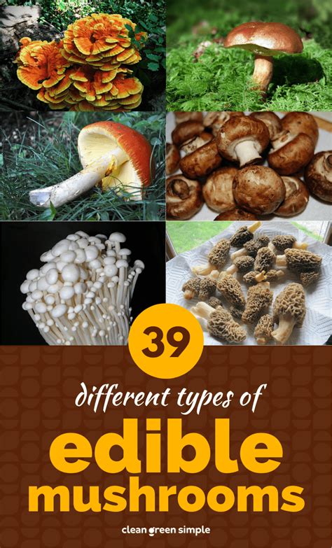 12 Different Types Of Mushrooms Most Common Kinds Of Edible Mushrooms