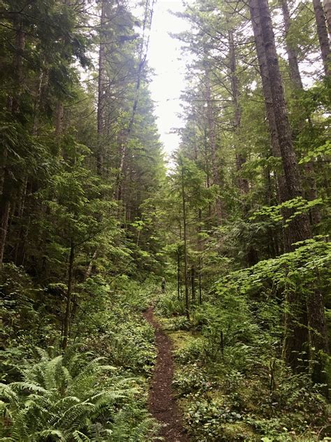 12+ Douglas Fir Trail Tips For Easy Navigation