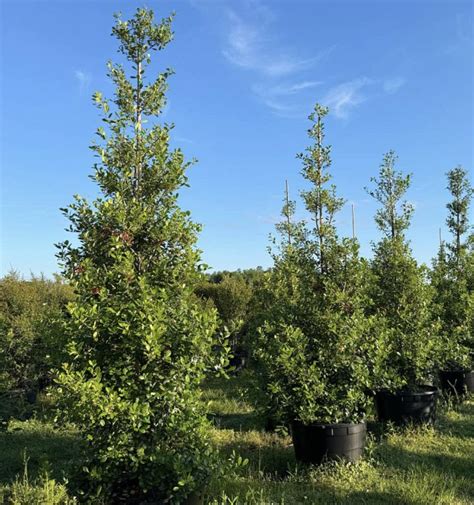 12+ East Palatka Holly Tree Growing Secrets