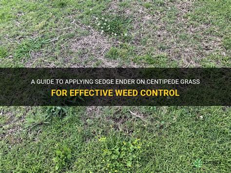 12+ Effective Centipede Grass Weed Solutions