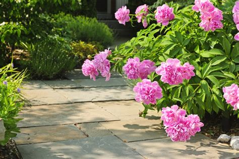 12+ Essential Care Secrets For Healthy Peony Plants