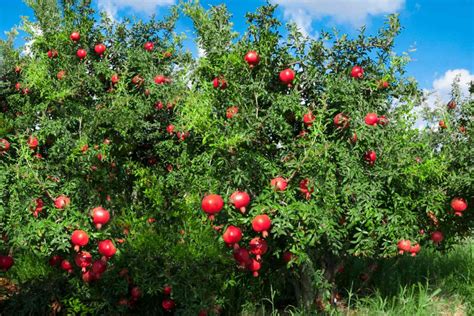 12+ Florida Pomegranate Tree Care Secrets For Success